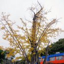 장기초등학교 Daum카페