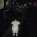 화이팅과일