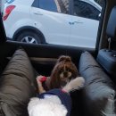 펫어디가 이미지