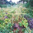 구억리 노랑굴 이미지