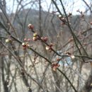 발산리 경로당 Daum카페