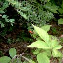 명품켄넬 이미지