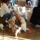 아껴줄개 이미지