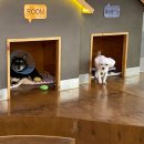 수원시동물보호센터 동물병원 이미지