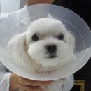 분당파크뷰동물병원 이미지