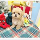 부산강아지분양 퍼피몰리 이미지