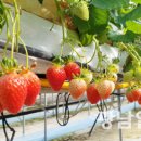 명품과일 이미지