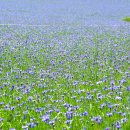 태신목장 이미지