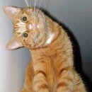 쿠마 | 여의도 숙성회 오마카세 <쿠마> 방문 후기