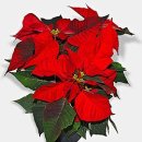 12월 12일 금요일 미래 정 대문을 활짝 열어봅니다 이미지