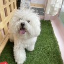 티나네강아지미용실 이미지