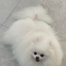 메모리펫살롱 이미지