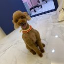 사랑옵개 이미지