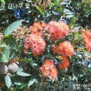 오늘의 탄생화는 불루 검나무 (유칼립투스 ) 꽃(노래 남자의 일생) 이미지