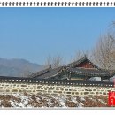 홍산객사 은행나무 이미지