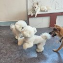 댕스럽개 이미지