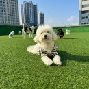 멍치원 이미지