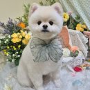 마리애견미용실 이미지