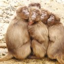 조삼모아 이미지