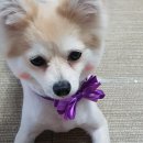 스위티독 이미지