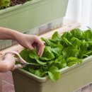 나의 작은 정원-홈 가드닝 이미지