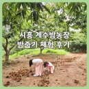 계수농장 | 시흥 계수밤농장 후기｜예약 꿀팁부터 밤줍기 현장까지 솔직후기