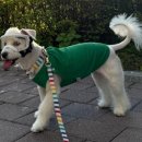 봄가을 애견미용 이미지