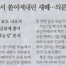 펫심