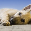 기흥나무동물병원 이미지