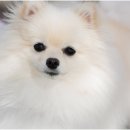 선릉동물병원 이미지