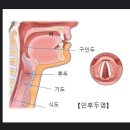 인후두염 원인과 주의사항 이미지