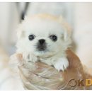 오케이동물샵