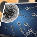 정자 반려견 이미지