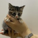 정철 동물병원 이미지