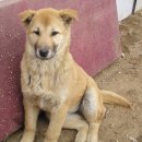 청화오리 이미지