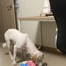 늘봄 그루밍 이미지