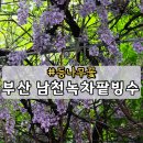 장미로38번길 | 부산 남천녹차팥빙수 등나무꽃 찔레꽃 개화 상태 실시간 후기