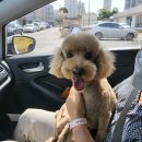 로라펫 하우스 이미지