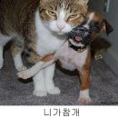 웃으면복이와요 이미지