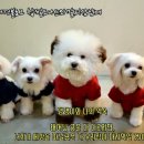 말티스토리 이미지