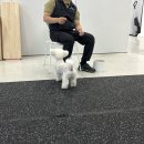 도그피아 애견 훈련 학교 | 구리 애견학교 추천 - 산책 교육 · 하네스 훈련 받기 좋은 프래들 애견학교 후기