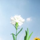 금정체육공원 Daum카페
