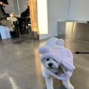 광미 | 강화도 애견동반카페 : 1년만의 방문 <광미산> 내돈내산 후기