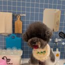 댕댕이의 품격 이미지