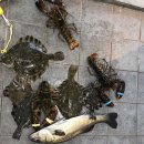 고고실내바다낚시 이미지