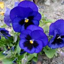 예가낙지마을 이미지