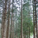 챠우챠우탕수육 이미지