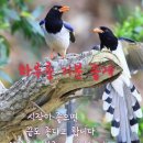 눌