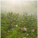 코스모스길 이미지