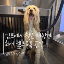 솔터공원 | 슈슈댕김포 대형견셀프목욕 이용후기, 김포 대형견목욕 한방에 해결